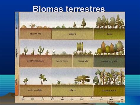 Biomas Terrestres Tarea