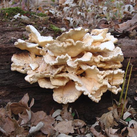A Fungus Among Us Free Stock Photo - Public Domain Pictures