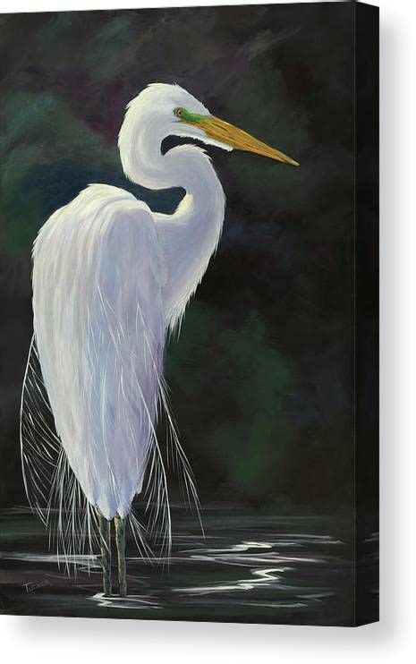 Great White Egret In Breeding Plumage Canvas Print Canvas Art By