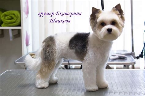 Стрижки для бивера (55 фото) - картинки sobakovod.club