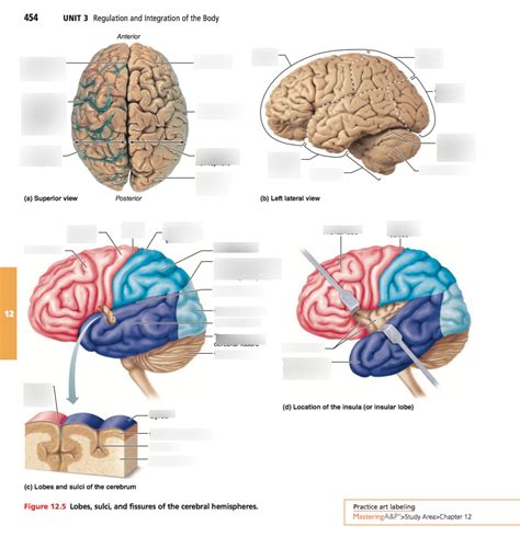 Chapter 12 The Central Nervous System Diagram Quizlet