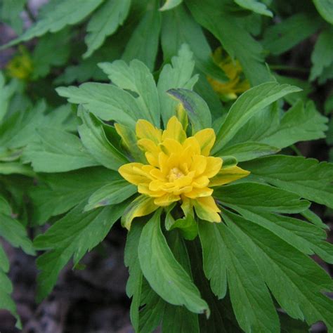 Anemone ranunculoides Pleniflora ARBORATOR Usługi Ogrodnicze