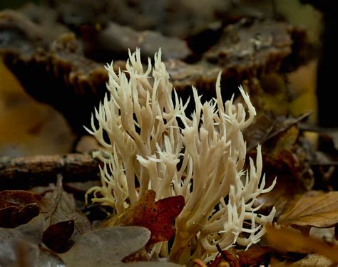 Upright Coral Ramaria Stricta Fungus Is My Guess New Fore Flickr