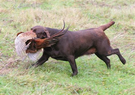 ‘Are all Chocolate Labradors untrainable?’ | Wylanbriar Labradors