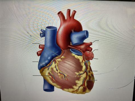 Coronary Circulation Anterior View Diagram Quizlet