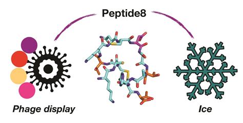 Using Phage To Discover New Antifreeze Proteins