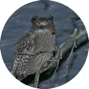 Blakiston's fish owl - Birds - Whois - xwhos.com