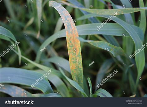 Wheat Leaf Rust Puccinia Triticina Fungal Stock Photo