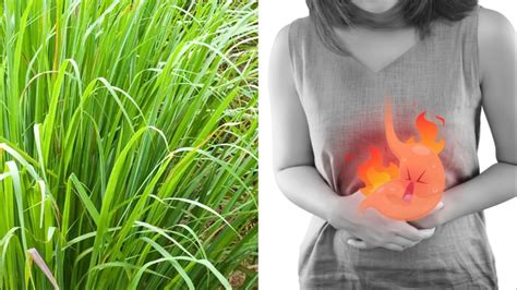 एसिडिटी में लेमन ग्रास एसिडिटी में बेहद कारगर है ये घास How To Use Lemongrass For Acidity In