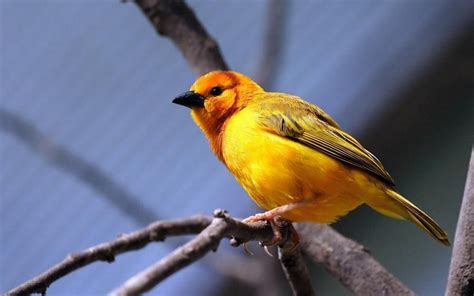 All Newest Pixdaus Yellow Bird Bird Branch Sit Bright Color By