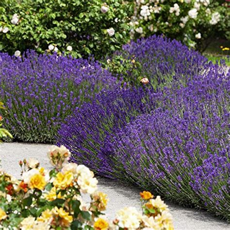 Outsidepride Lavandula Angustifolia True Lavender English Herb Garden Plant Seed 5000 Seeds