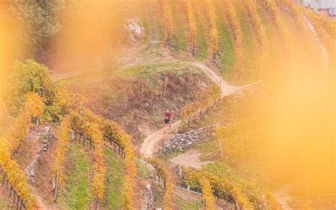 Valtellina Wine Trail Di Corsa Tra Vigne E Cantine