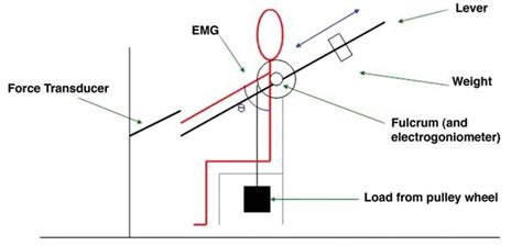 Recording The Aftercontraction The Weight Of The Arm Is Balanced By A