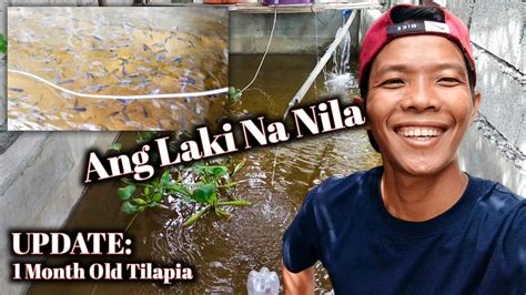 Backyard Tilapia Farming My 1 Month Old Tilapia Update Ras Farming