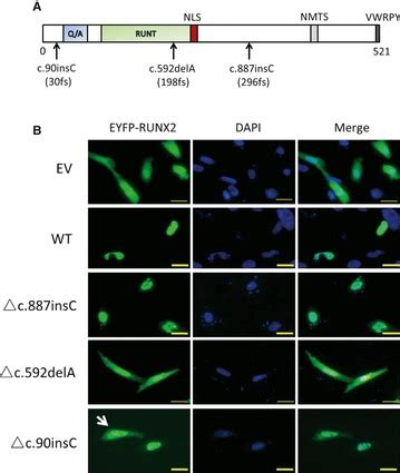 A Schematic Representation Of Runt Related Transcription Factor