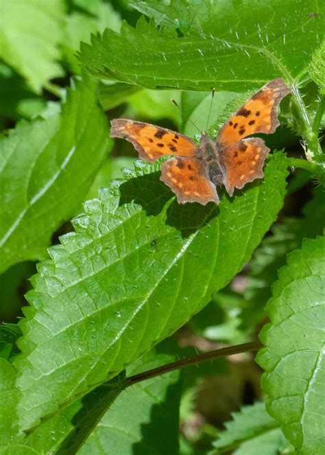 Eastern Comma - Alabama Butterfly Atlas