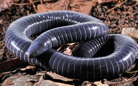 Caecilians: Profile and Information – Animal of Things