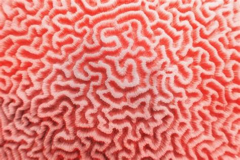 Coral Reef Texture Stock Photos Pictures And Royalty Free Images Istock