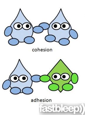 Cohesion and Adhesion of Water - WyattrilCervanter