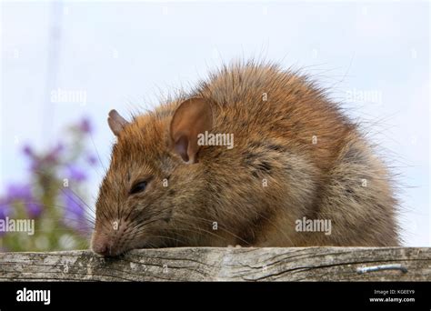 Bush rat hi-res stock photography and images - Alamy