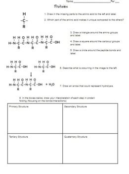 Proteins Worksheet Print Or Digital By Hey Now Science Tpt