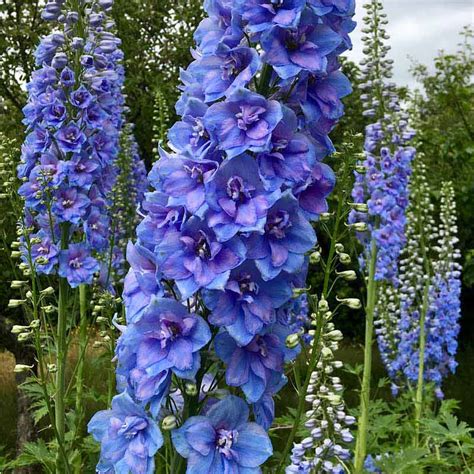 Delphinium | Larkspur | Online plant nursery in Lahore | Gulab.pk