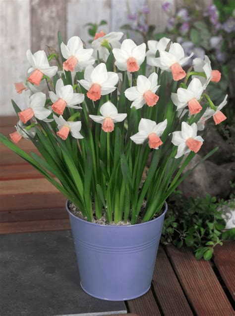 8 Pretty Pink Daffodil Varieties to Plant Now - Birds and Blooms