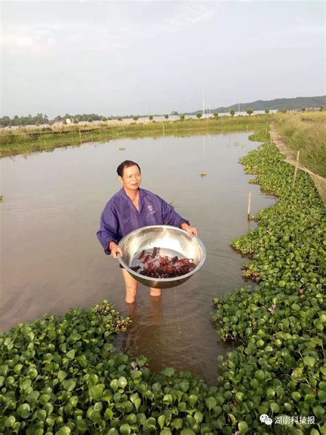 亩纯收入5000元 稻虾共养造醴陵小龙虾养殖第一村湖南频道凤凰网