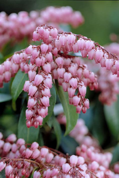 Buy Katsura Pieris Japonica FREE SHIPPING Wilson Bros Gardens 1