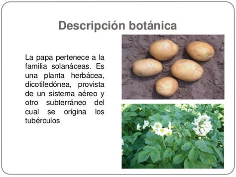 Cultivo De Papa