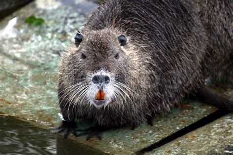 Close-up of a nutria rat | Stock Photo | Colourbox