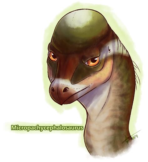 Micropachycephalosaurus By Tambian On Deviantart