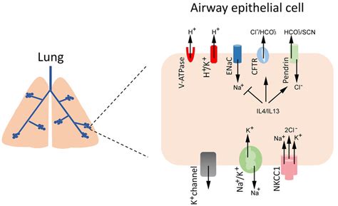 Ion Transport In The Airway Epithelial Cells On The Apical Membrane