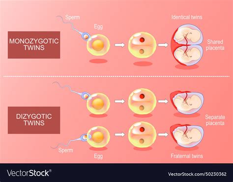 Zygote developments in monozygotic and dizygotic Vector Image