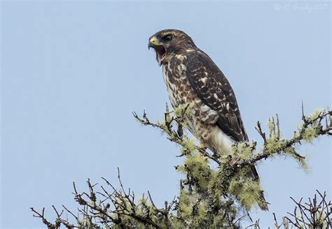 South Shore Birder: Broad-winged Hawk - Juvenile