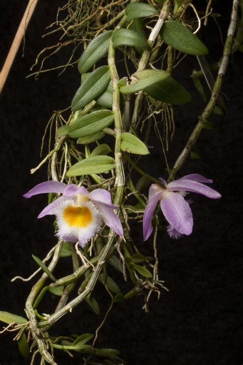 Dendrobium Loddigesii Rolfe Plants Of The World Online Kew Science