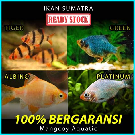 Jual Sumatra Tiger Barb Ikan Hias Aquascape Air Tawar Aquarium