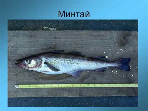 Минтай Картинки Рыбы С Головой — Картинки фотографии