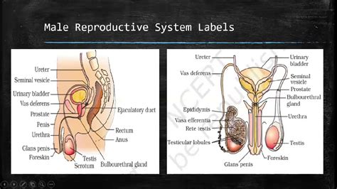 Life Sciences Human Reproduction Grade 12 Youtube