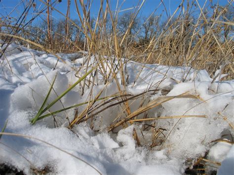 Winter Prairie - Dyck Arboretum