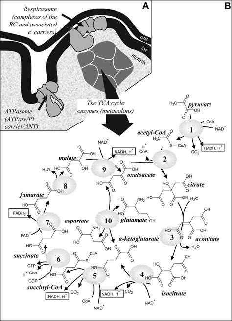 The tricarboxylic acid (TCA) cycle and related enzymes. A: the TCA... | Download Scientific Diagram