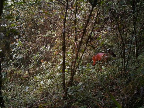 Central American Red Brocket From Zongolica MX VE MX On July 2 2022