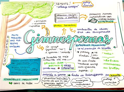 Mapa Mental Gimnospermas E Angiospermas Askbrain Porn Sex Picture