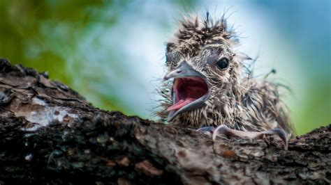 Wallpaper Birds Animals Nature Wildlife Beak Bird Fauna