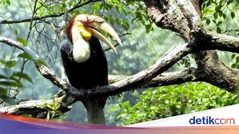 Jenis Burung Langka Ditemukan Di Hutan Gunung Sanggabuana