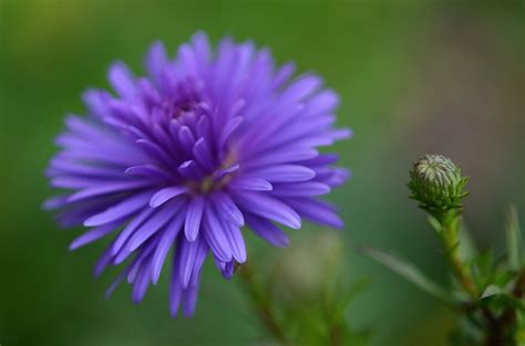 Free Images Nature Blossom Leaf Flower Petal Bloom Pollen