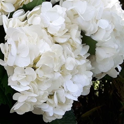 Pure White Fresh Premium Hydrangeas in a Box - Weddings-Birthdays-Gifts ...