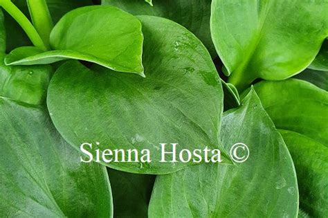 Hosta 'Monster Ears' - Sienna Hosta