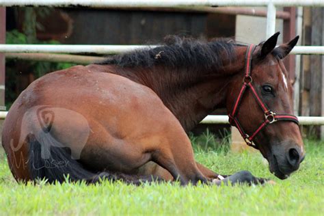 Horse Laying Down by Chiharuko on DeviantArt