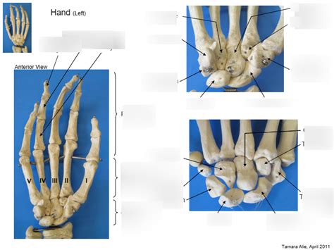 HAND LEFT Diagram | Quizlet